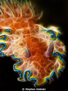Psychedelic Nudibranch No. 1.  Canon G10, Sea and Sea Str... by Stephen Holinski 
